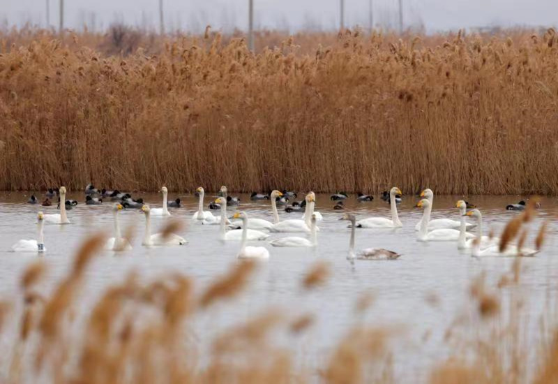 近日，黃河洽川濕地迎來了白天鵝、蒼鷺等眾多候鳥。雷現榮 攝