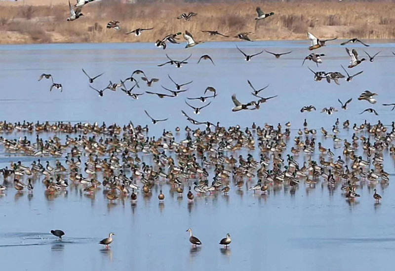 近日，黃河洽川濕地迎來了白天鵝、蒼鷺等眾多候鳥。雷現榮 攝