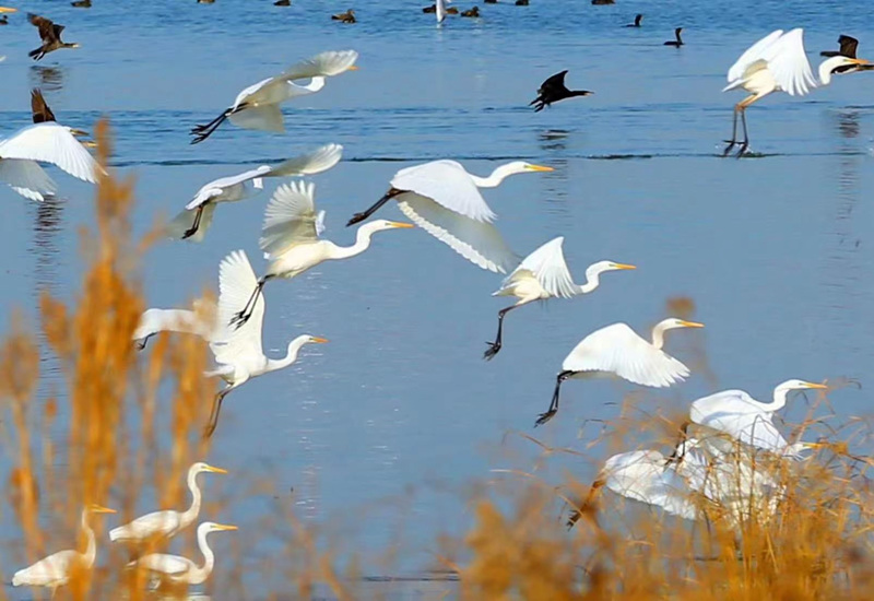 近日，黄河洽川湿地迎来了白天鹅、苍鹭等众多候鸟。雷现荣 摄