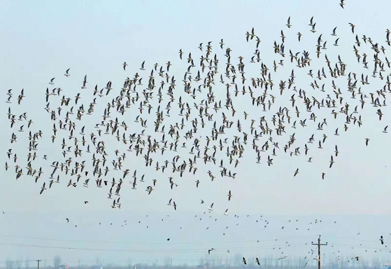 近日，黄河洽川湿地迎来了白天鹅、苍鹭等众多候鸟。雷现荣 摄
