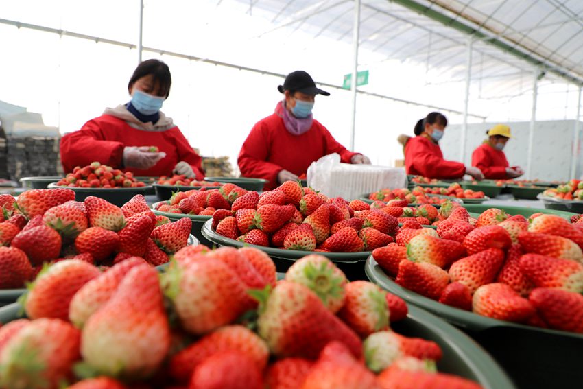 採摘工人們在草莓分揀車間忙碌著。人民網孫挺 攝
