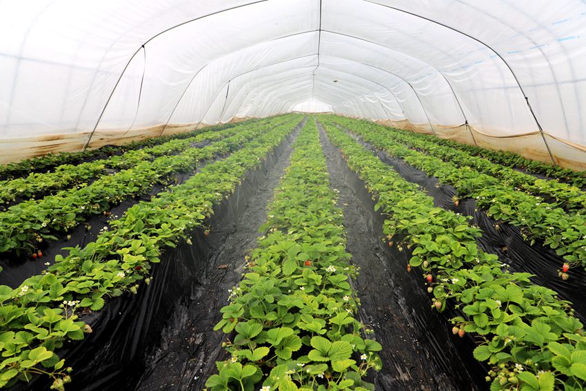 興平市阜寨鎮的草莓產業融合發展示范園種植大棚。人民網孫挺 攝