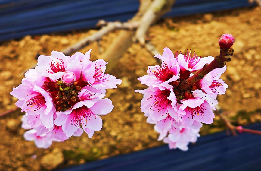 秦岭山下的农业设施大棚内，桃花朵朵竞相开放。赵影超 摄