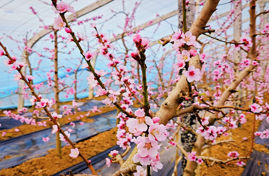 秦嶺山下的農業設施大棚內，桃花朵朵競相開放。趙靜 攝