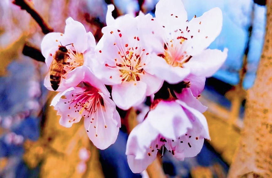 一簇簇粉紅艷麗的桃花挂滿枝頭，分外嬌艷。趙影超 攝