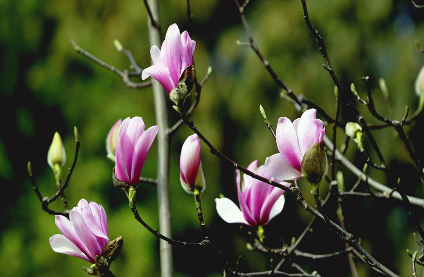 旱莲因其开花在三月，又被称为“应春树”。邓雨洁 摄