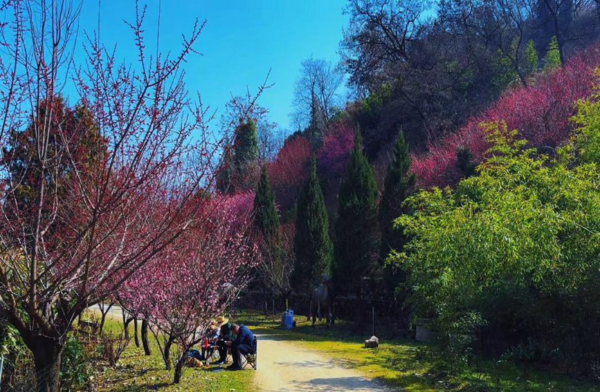 游客专程赶来赏梅，享受着春日美景。赵静 摄