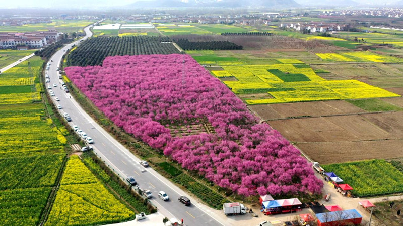 陕西省汉中市勉县，美人梅迎春绽放。任莉 摄