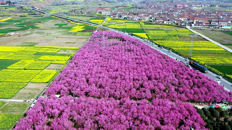 陝西省漢中市勉縣，美人梅迎春綻放。任莉 攝