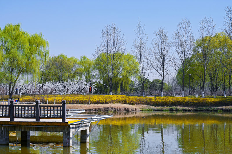 西安浐灞国家湿地公园迎来“花”式美景
