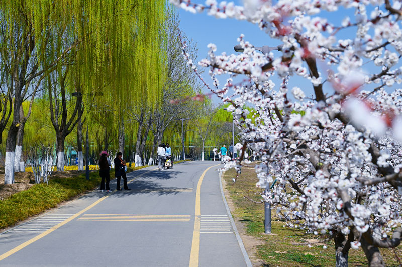 西安浐灞国家湿地公园迎来“花”式美景