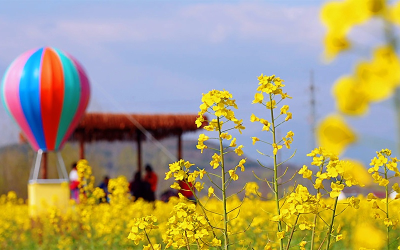 陝西勉縣溫泉鎮千畝油菜花盛開。石轉玲 攝