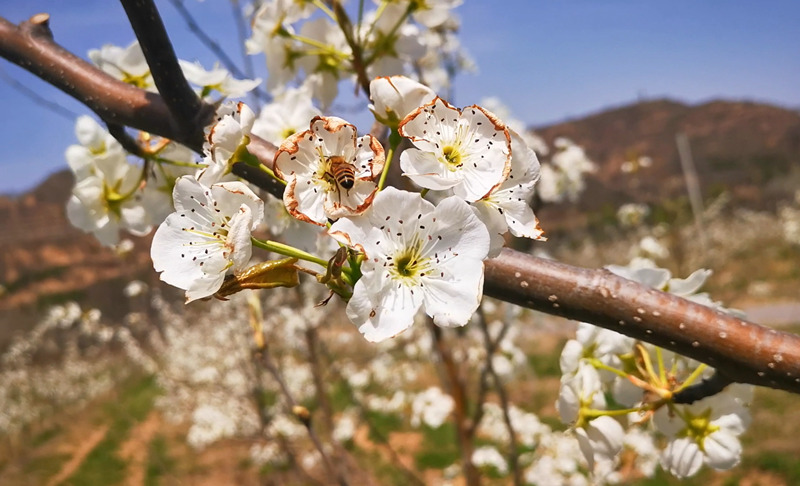 4月中旬，陕西省彬州市3万亩梨花从川道到塬面次第绽放