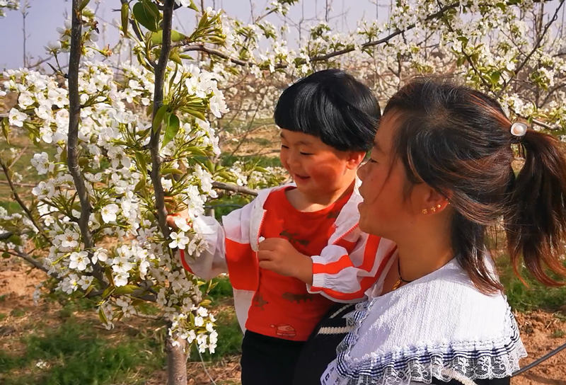 4月中旬,陕西省彬州市3万亩梨花从川道到塬面次第绽放,吸引游客前来观赏