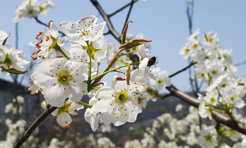 4月中旬,陕西省彬州市3万亩梨花从川道到塬面次第绽放