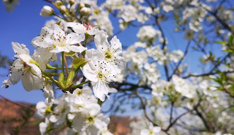 4月中旬，陕西省彬州市3万亩梨花从川道到塬面次第绽放