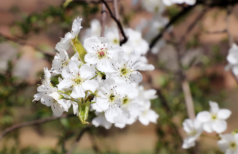 4月中旬,陕西省彬州市3万亩梨花从川道到塬面次第绽放