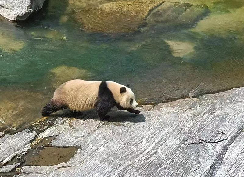 野生大熊貓一扭一扭游泳過河。視頻截圖