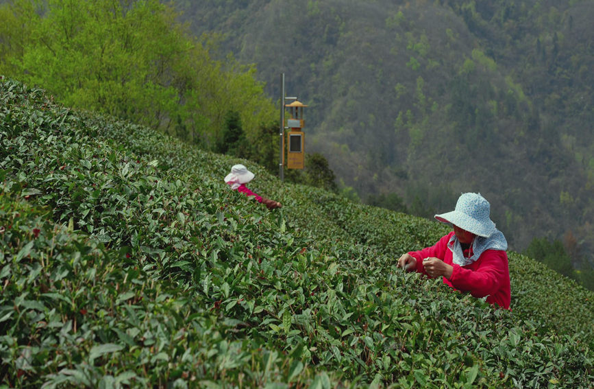 山野間，採茶人正在忙碌。徐嬌 攝