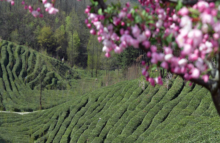 陝西省漢中市勉縣漆樹壩鎮茶園。徐嬌 攝