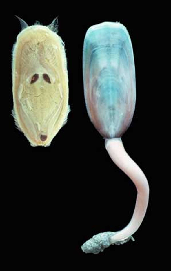 現代海洋中腕足動物舌形貝的殼體形態及內部解剖結構。 梁悅供圖