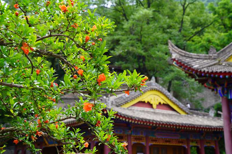 西安华清宫景区内，近百株浸润岁月的百年石榴古树恣意绽放。王三合 摄
