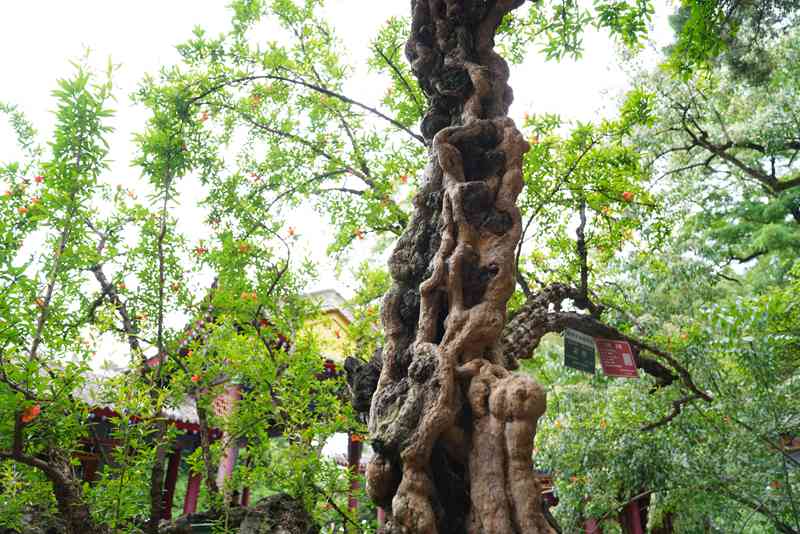 西安華清宮景區內，近百株浸潤歲月的百年石榴古樹恣意綻放。王三合 攝
