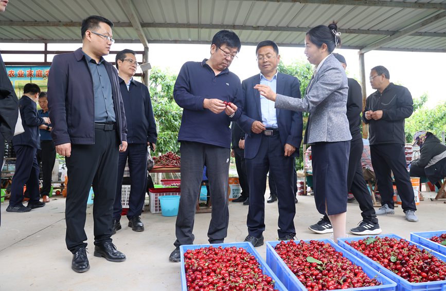 考察方寨村樱桃产业。