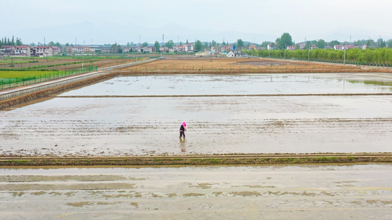 稻田中正在耕作的村民。 城固縣融媒體中心供圖 