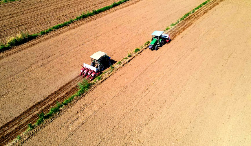 农户驾驶玉米精量播种机在田间播种。党骁摄 