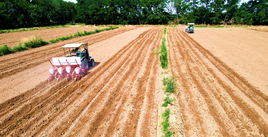农户驾驶玉米精量播种机在田间播种。党骁摄