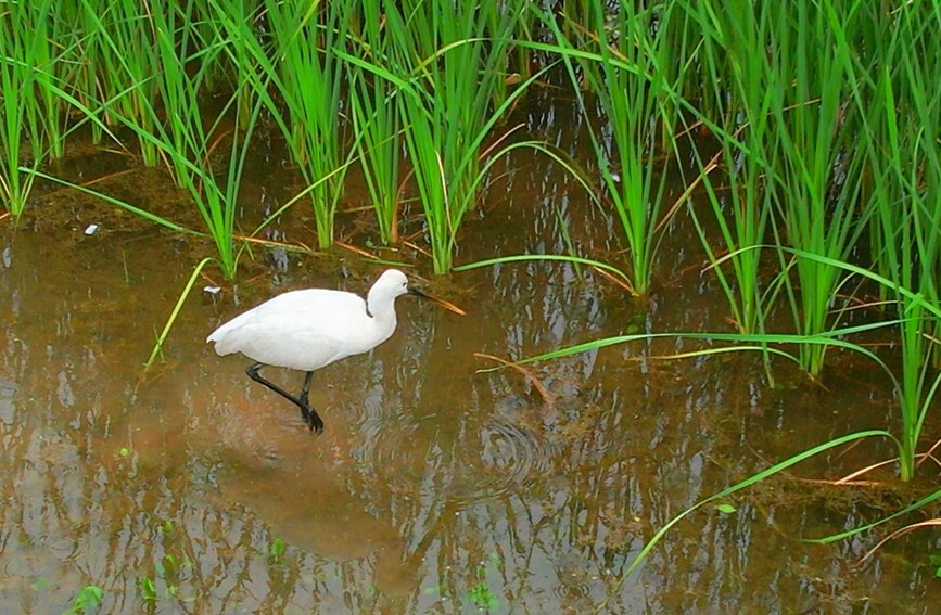 白琵鷺在水中悠然漫步。白騰 攝