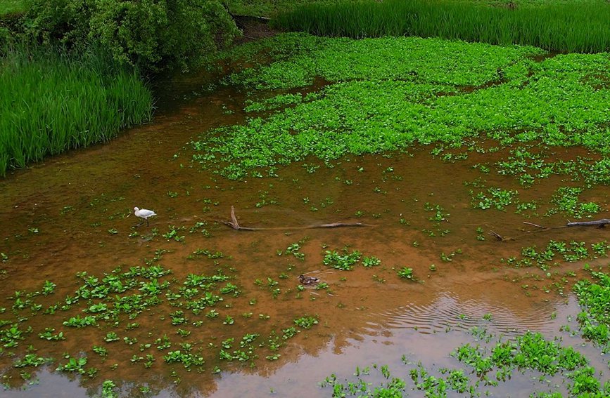 陝西省延安市甘泉縣境內首次發現白琵鷺種群棲息。白騰 攝