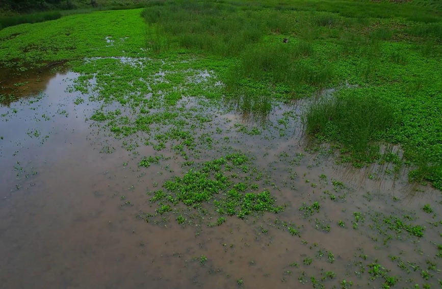 陝西省延安市甘泉縣寺溝村淺灘，白琵鷺在這裡首次被發現。白騰 攝