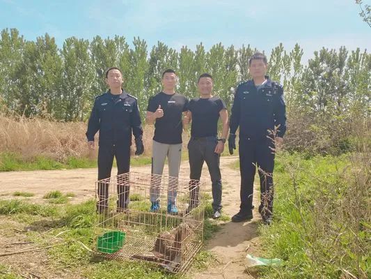 临潼区：警民携手救助国家二级保护动物苍鹰