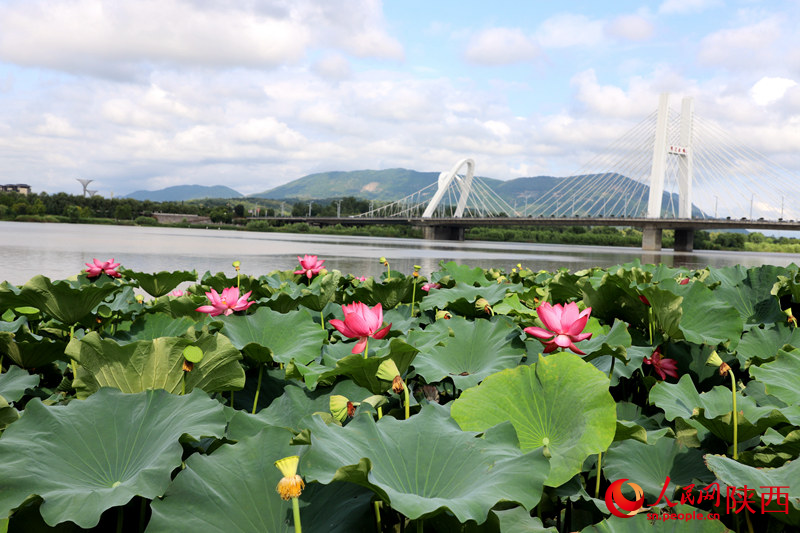 天汉湿地公园莲花池。人民网记者 孙挺摄