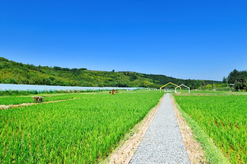 白鹿原上稻花香。陝西藍田縣前衛鎮供圖