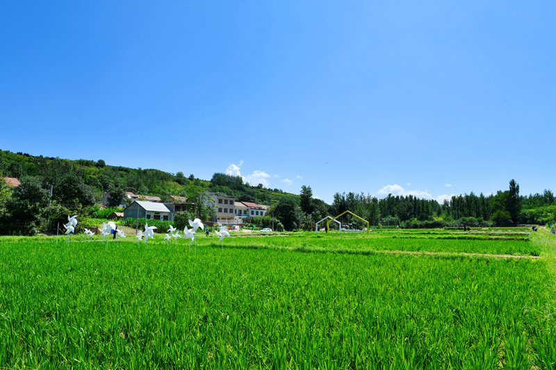 白鹿原上稻花香。陝西藍田縣前衛鎮供圖