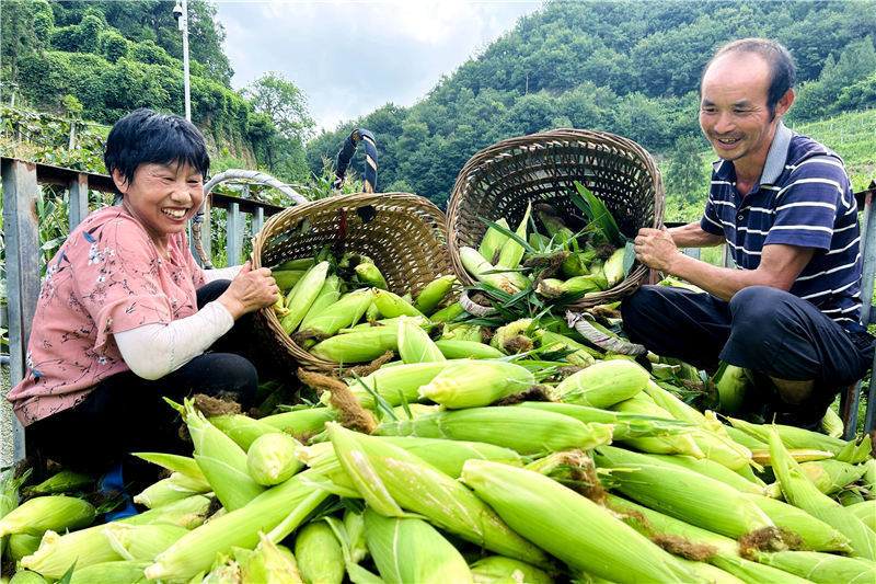 陝西漢陰的8800畝甜玉米迎來豐收。王建霞 攝