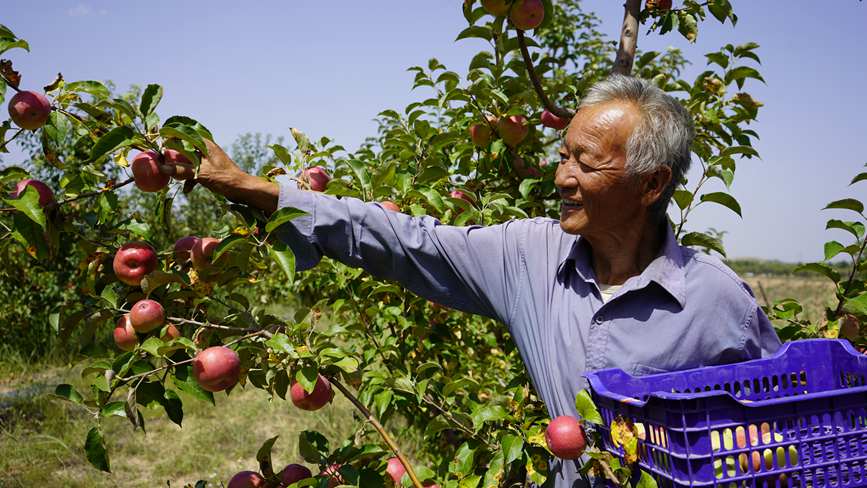 靖边县龙二村彤贤家庭农场的苹果喜获丰收。 白凌燕 摄