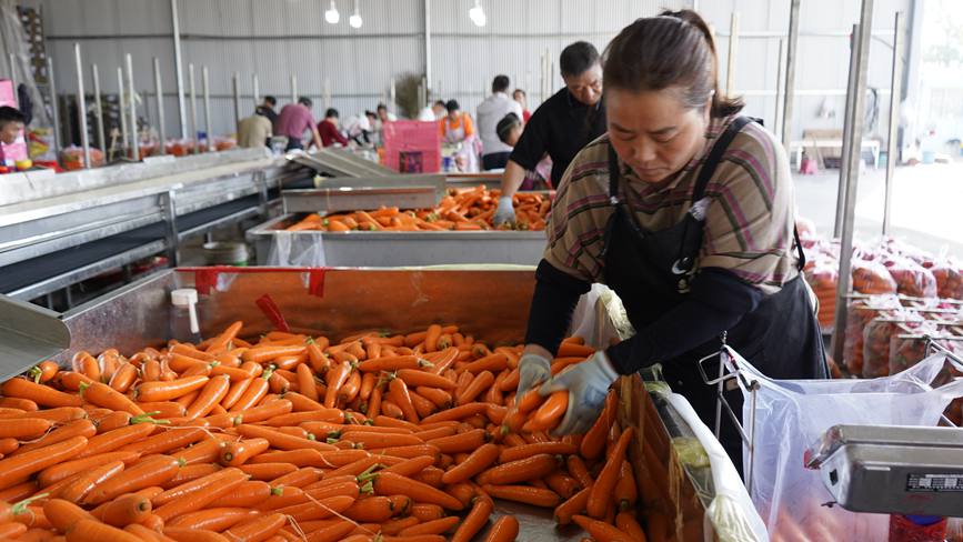 东坑镇两万亩胡萝卜进入收获期。 白凌燕 摄