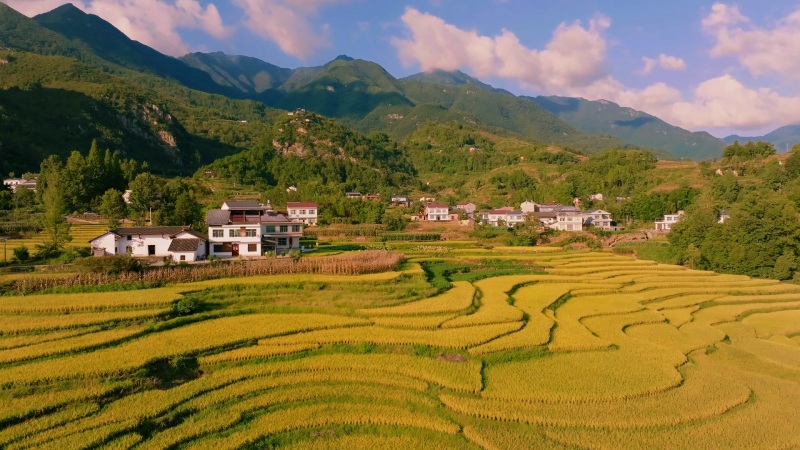 陕西汉阴： 稻田丰收美如画。黄智发摄