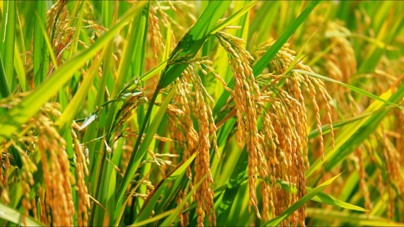 陕西汉阴： 稻田丰收美如画。黄智发摄