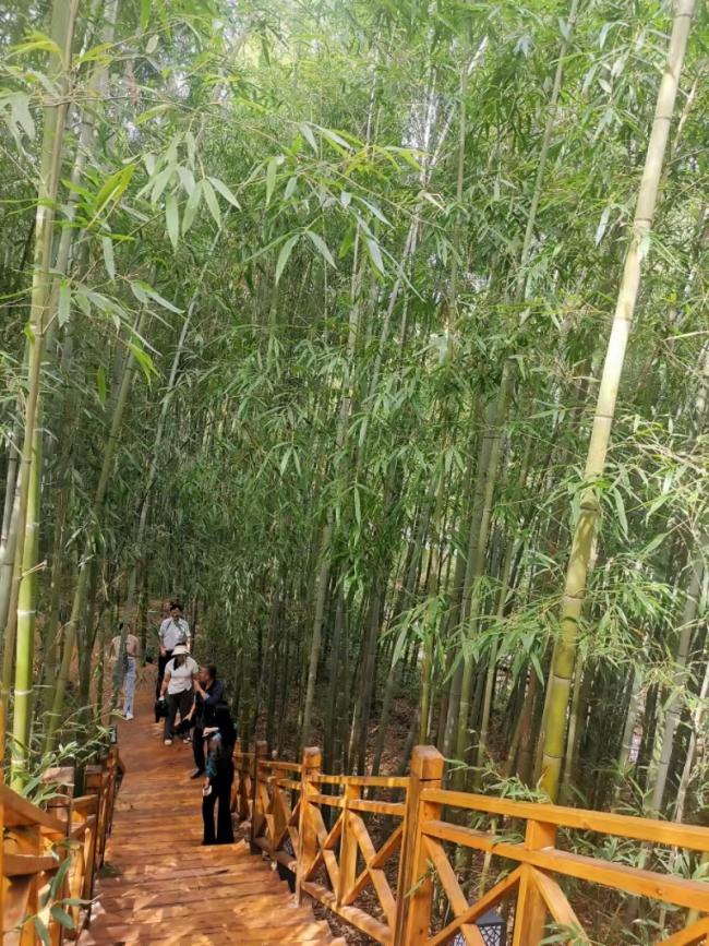 游客漫步在周至縣張龍村“竹海”。王麗攝