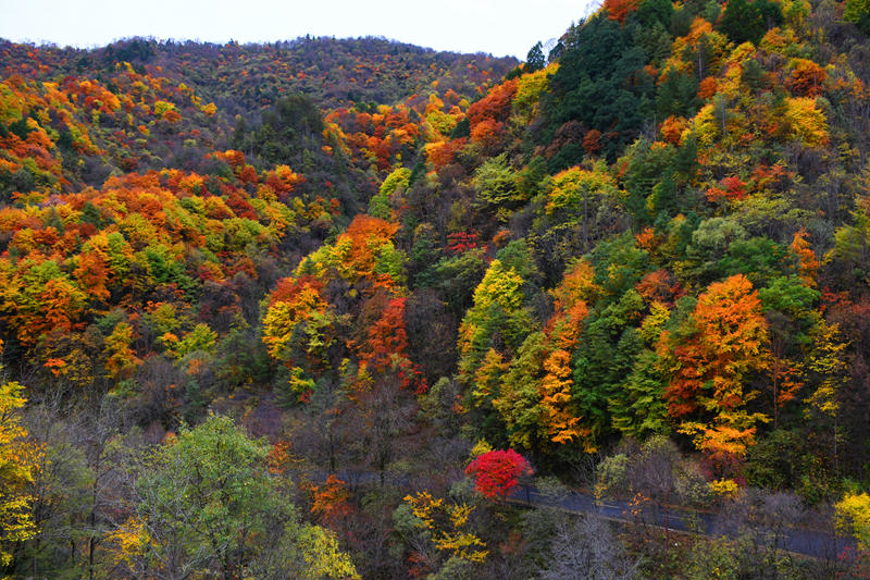 陕西黄柏塬：秋日层林尽染美如画。陕西黄柏塬国家森林公园供图