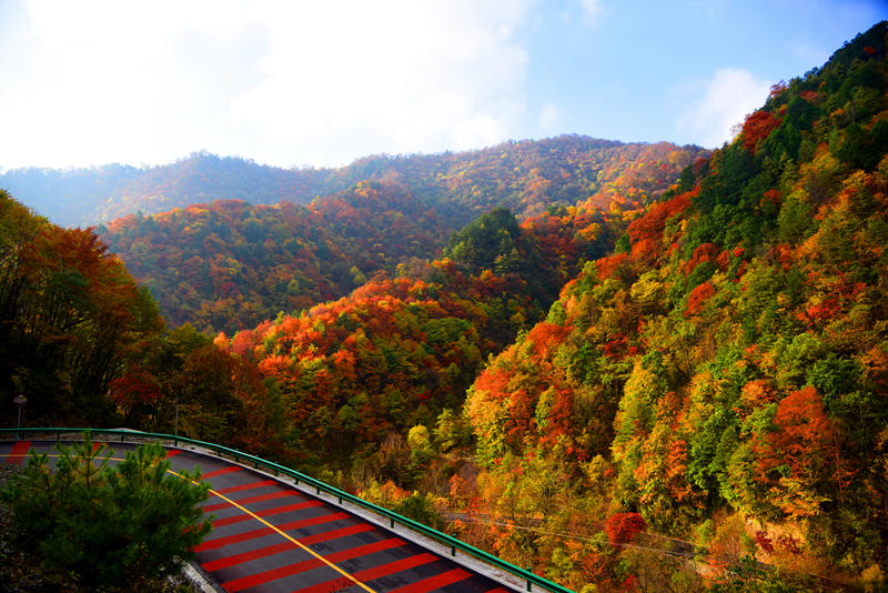 陕西黄柏塬：秋日层林尽染美如画。陕西黄柏塬国家森林公园供图