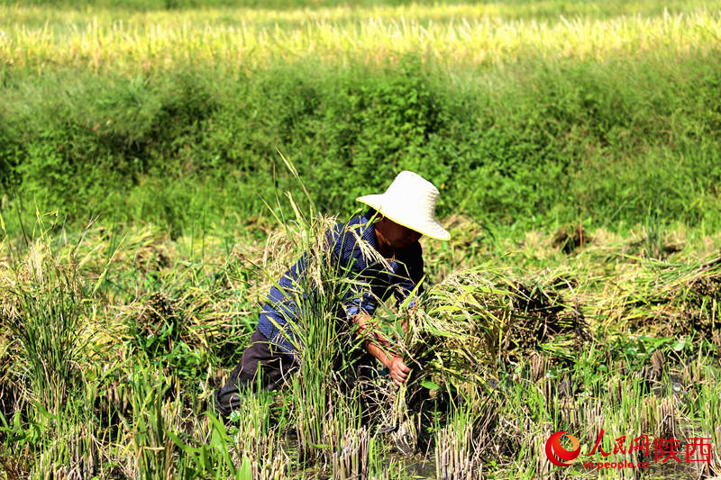 農民正在收割稻子。人民網記者孫挺攝