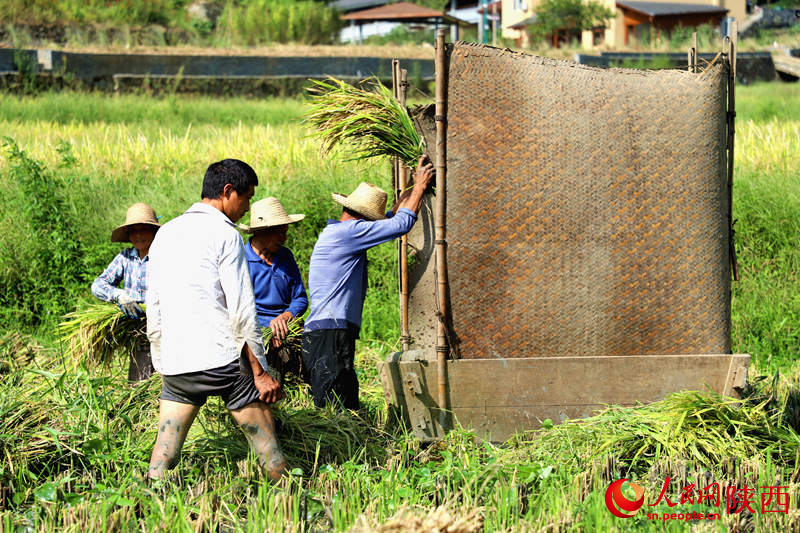 农民在稻田地里一片繁忙景象。人民网记者孙挺 摄