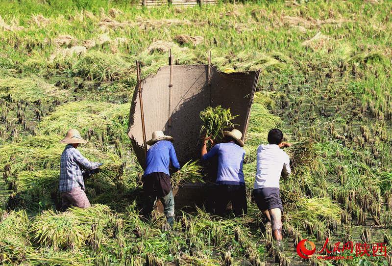 農民在稻田地裡一片繁忙景象。人民網記者孫挺 攝