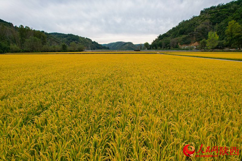 金色的稻田。人民网 党童摄